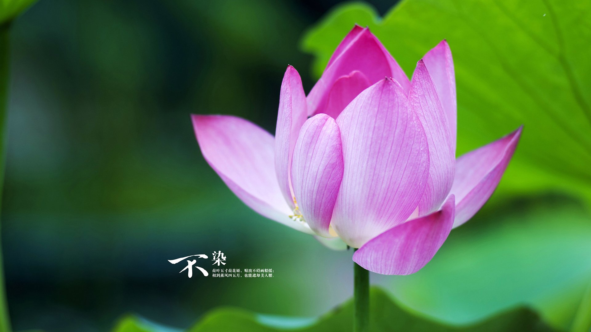 开云体育app官网-新加坡队赛制分析：在团队赛事中如何实现最佳人员组合，新加坡赛制注重什么