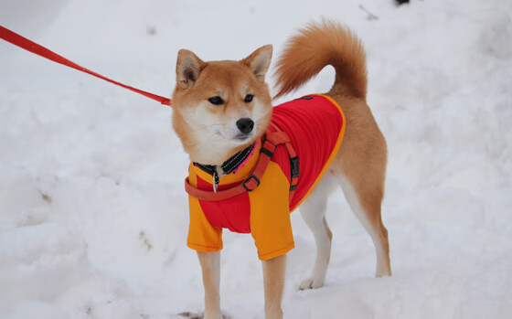 开云在线入口-CBA外援注册新规出台限制数量同时鼓励本土轮换参与，cba外援注册情况