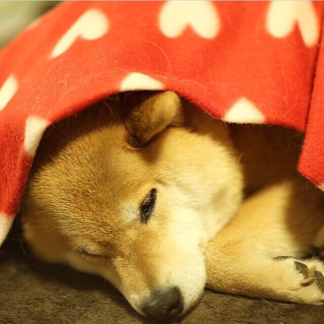 开云体育足球-卡特的罚球与踢球技术堪称橄榄球界的巅峰之作,卡特生涯罚球命中率