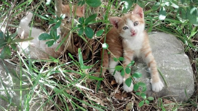 开云体育登录-渡边一平决赛精彩瞬间引爆现场,渡边一佑